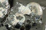 Iridescent Ammonite (Deshayesites & Aconeceras) Cluster #228166-2